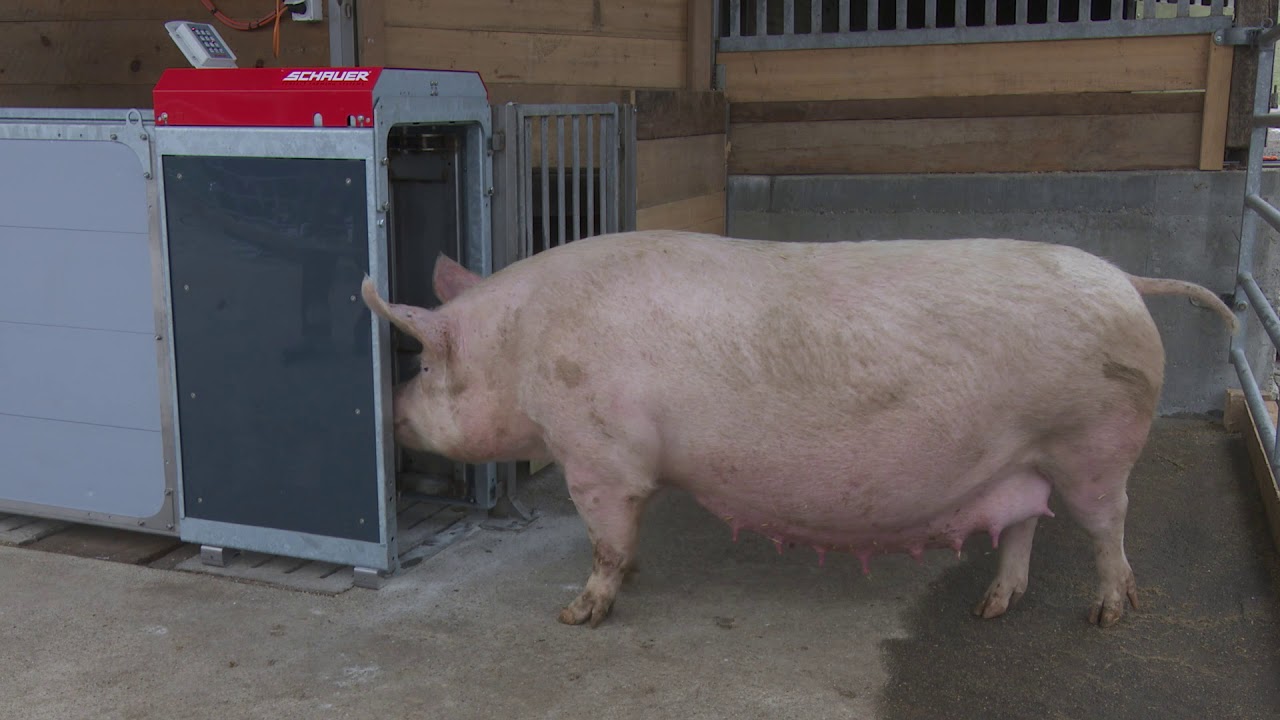 Abfruffütterung Compident