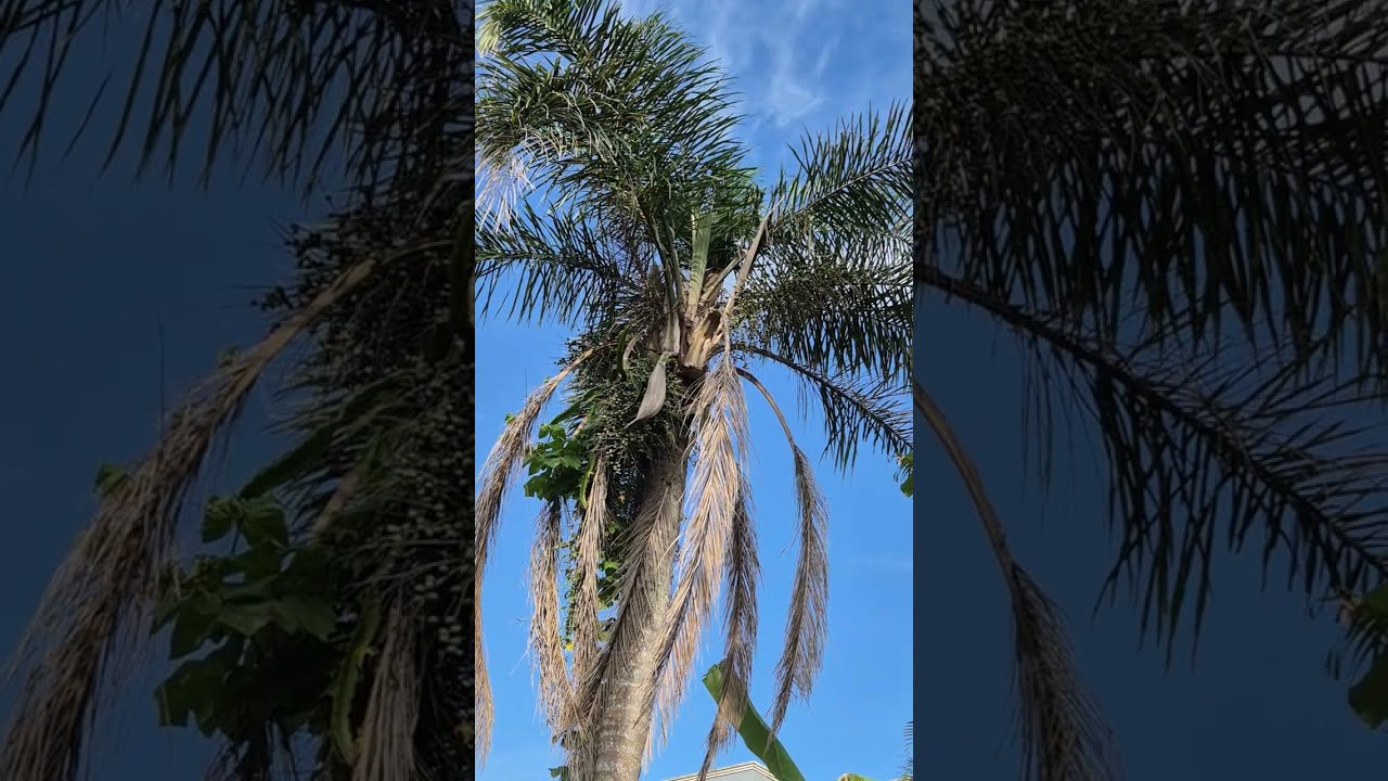 Meditação  🥀🌹🌳🌾💐🐝um vídeo relaxante com plantas flores e pássaros e som da natureza 