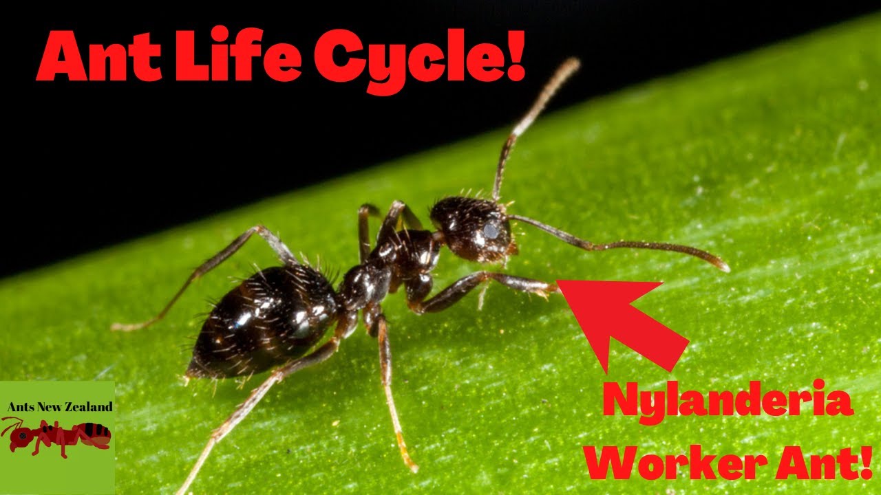 Ant Life Cycle! - Nylanderia Ant Colony