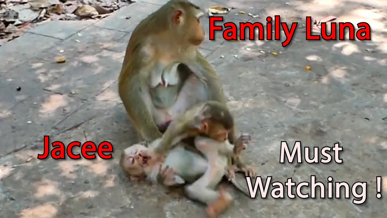 Jacee come to play and stay around Family Luna, and Situation of Lilo when left forever  !