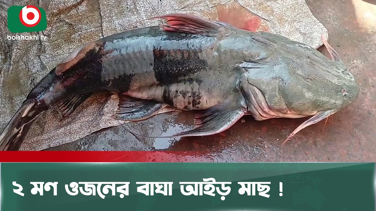 ৭৬ কেজি ওজনের বাঘা আইড় মাছ দেখতে মানুষের ঢল | Big Fish | Fateh Ali Bazaar | Boishakhi Tv News