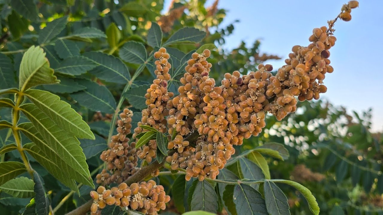 موسم قطاف السماق في قريتنا Sumac picking season