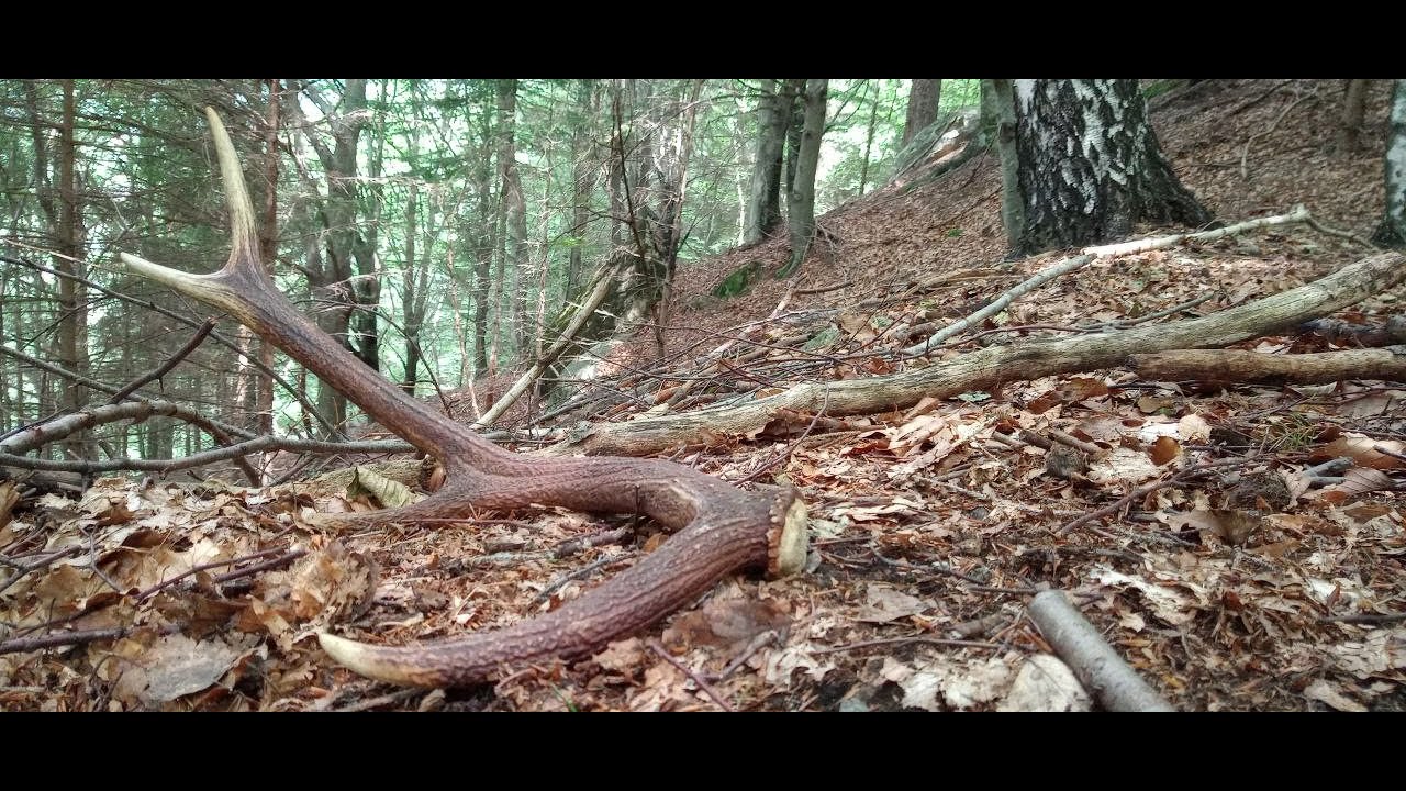 PALCHI DI CERVO E FUNGHI - Dopo cinque minuti..