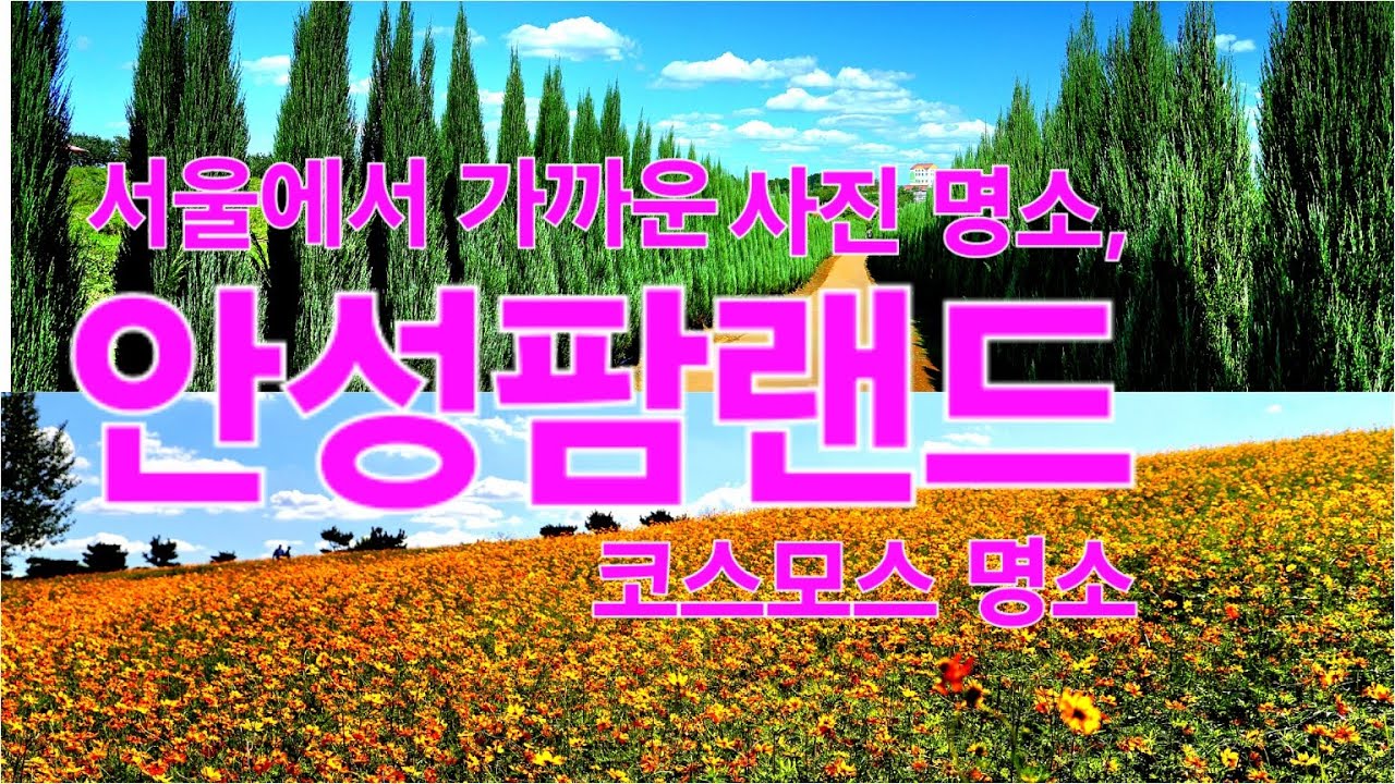 서울에서 가까운 사진 촬영 명소, 안성팜랜드, 지금 황하코스모스가 황홀하게 손짓하고 있습니다.  #안성팜랜드