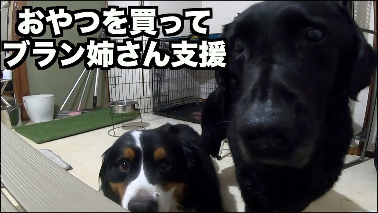 ブラン姉さんへ支援お希望の方へ