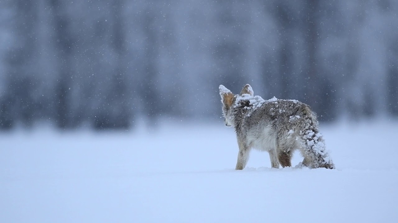 Coyotes in the snow