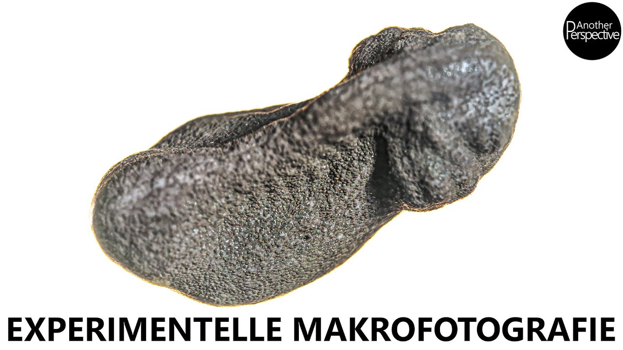 Vom Laich zur Kaulquappe | Makrofotografie Time Lapse