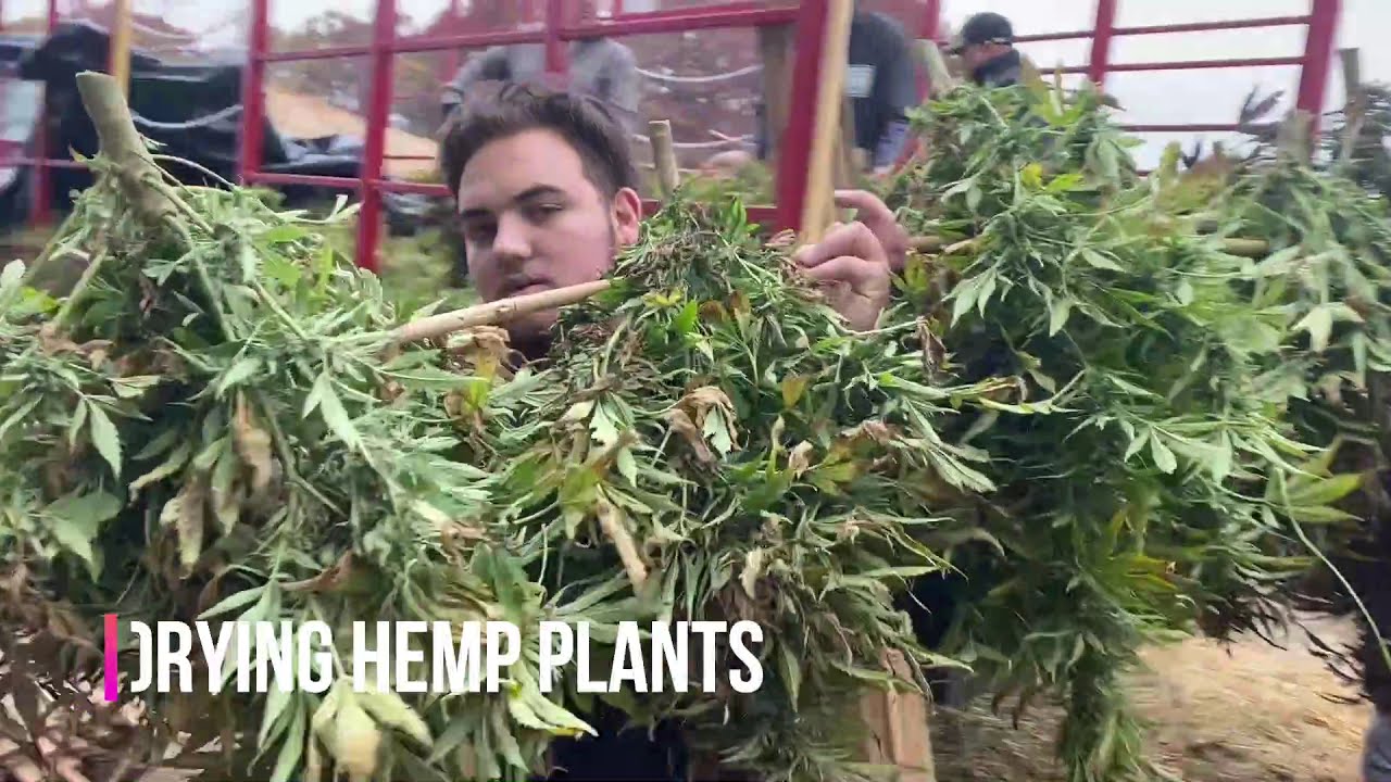 USDA Certified Organic Hemp - The Pocono Organics Difference