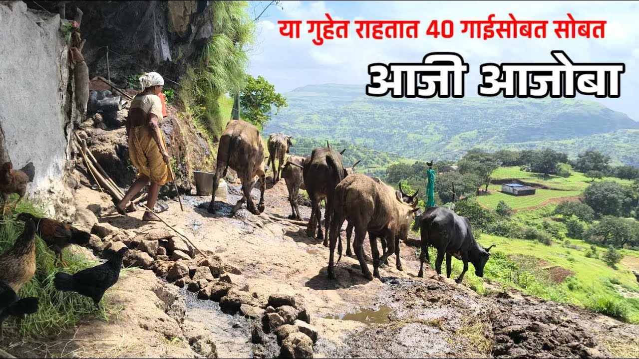 40 गाईन सोबत गडदीत राहणारे आजी - आजोबा  | cave life | गडदीतील जीवन | cave life in tribal aria.