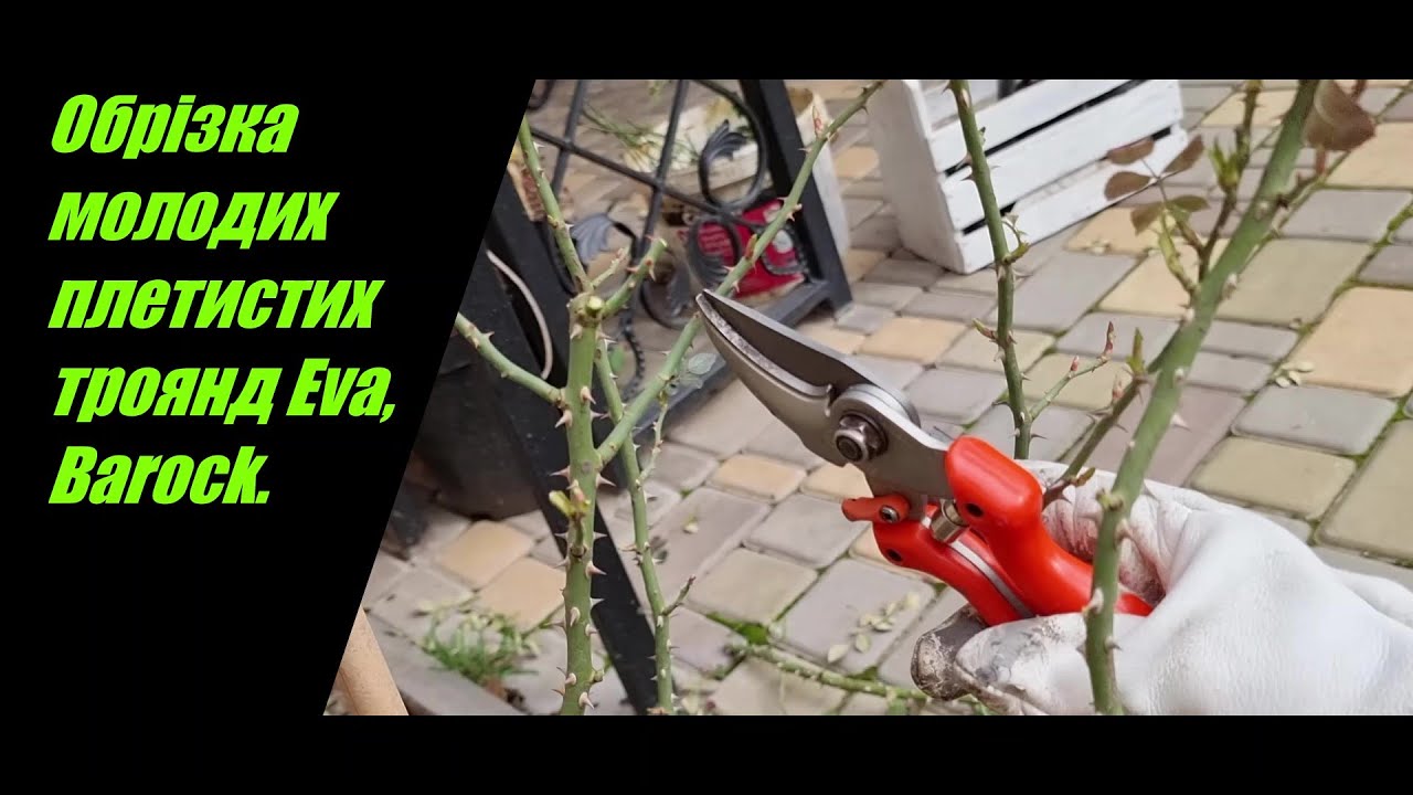 Обрізка молодих плетистих троянд Eva, Barock.
