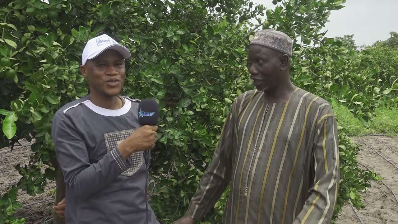 Kissima Tambadou farms in Kombo Gunur
