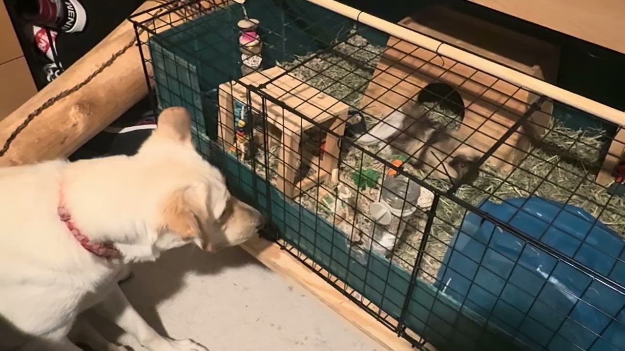 My Guinea Pig Helps To Train My Shepherd 