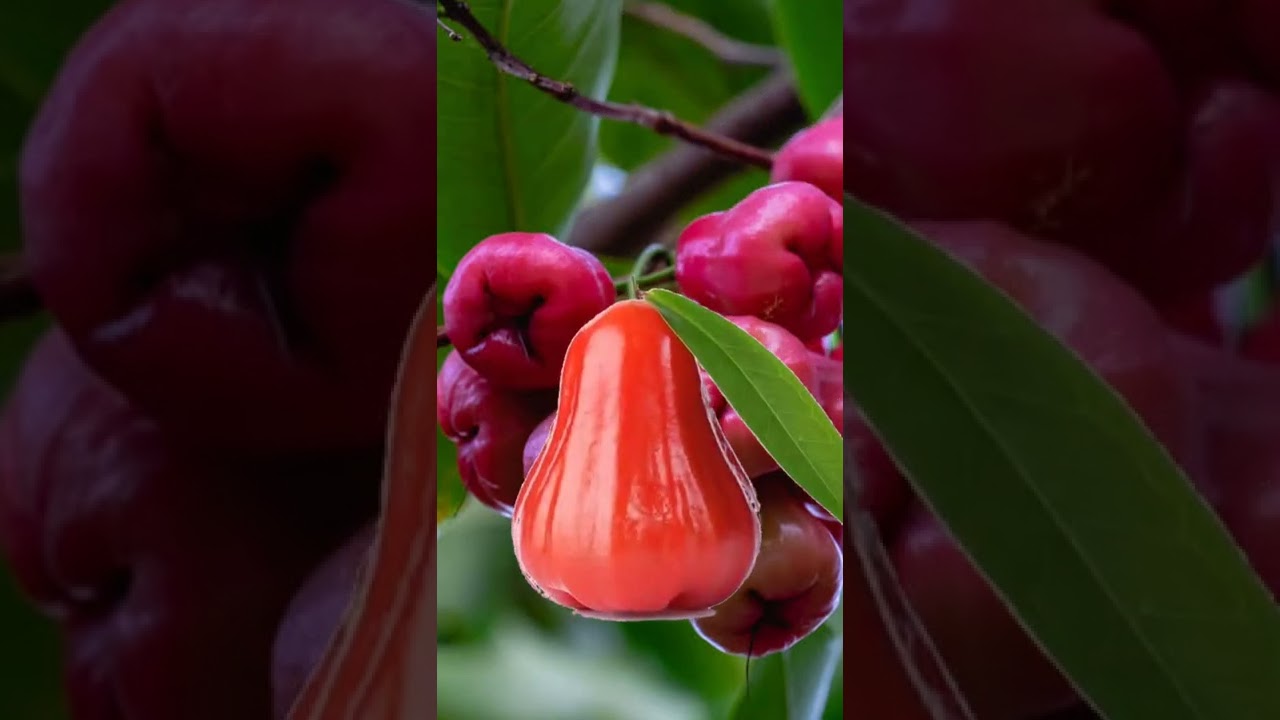 Rose Apple #fruits #splitfruit  #shorts