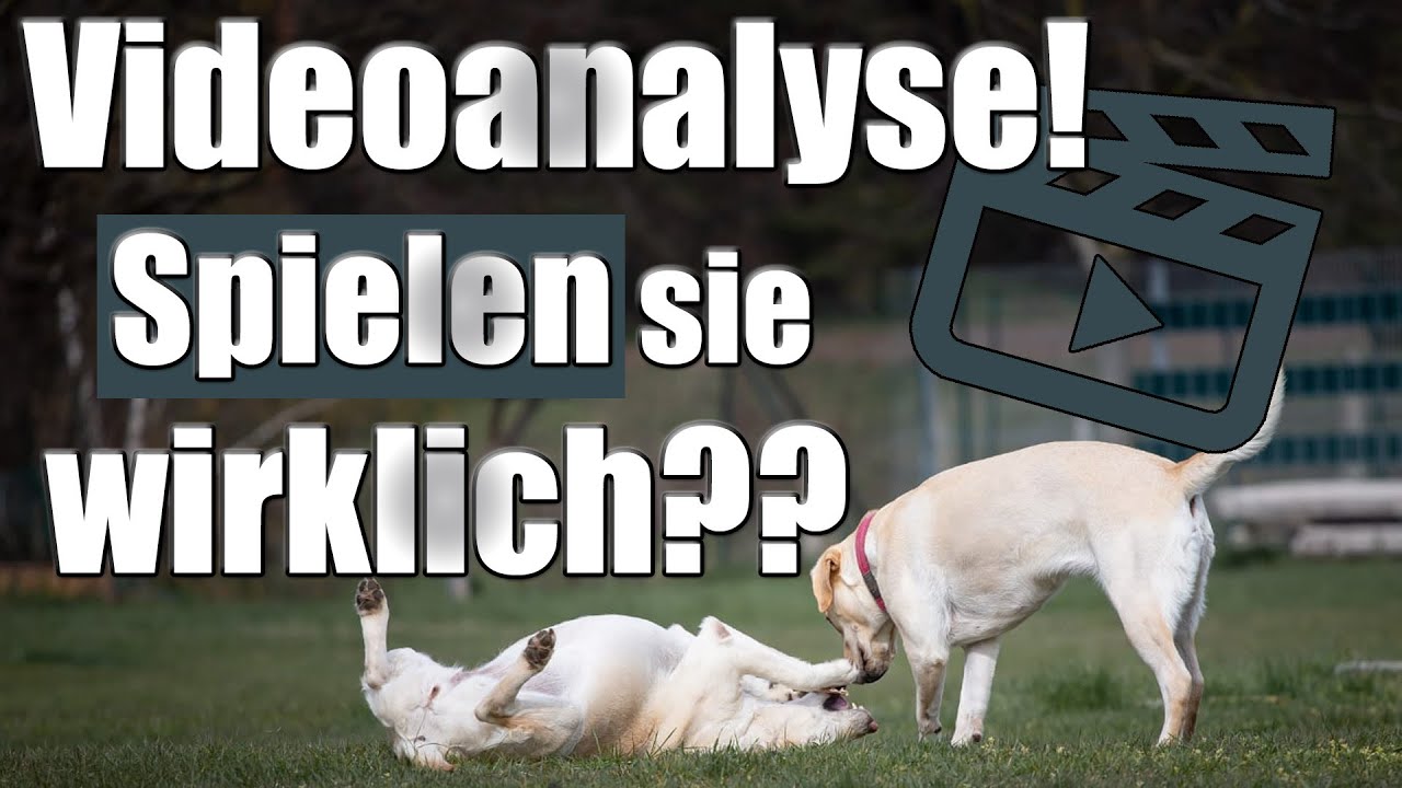 Hundesprache lernen - Spielen Hunde wirklich? - Videoanalyse mit Hundetrainer Steve Kaye