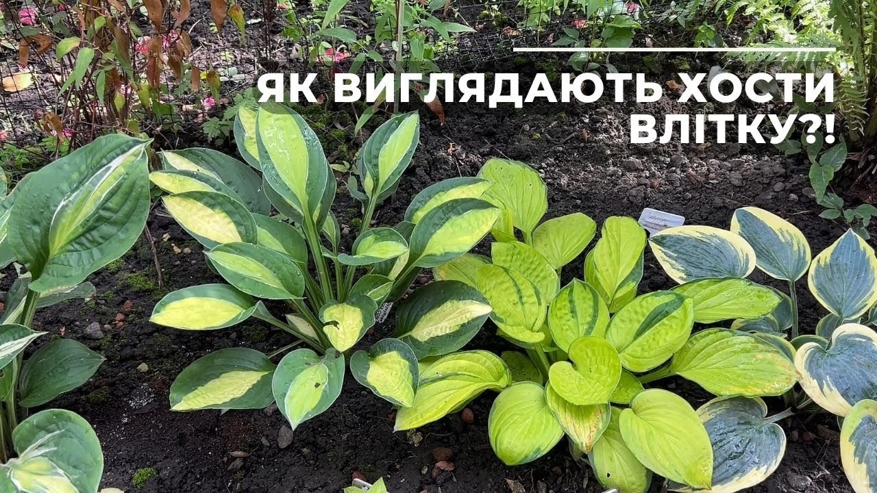 Як виглядають хости влітку?!
