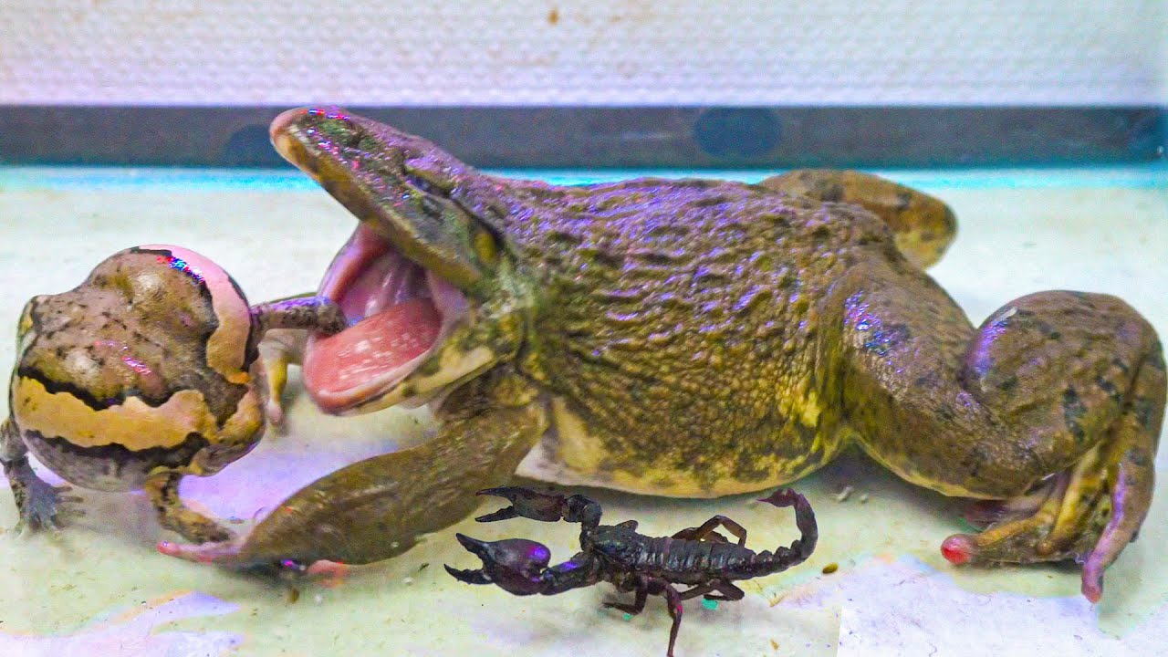Asian Bullfrog Tries To Eat Banded Bullfrog And Scorpion! Warning Live Feeding