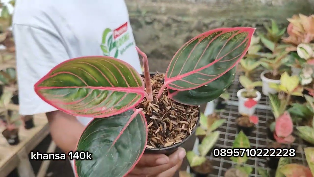 Spesial Aglaonema koleksian dari greg hambali... 