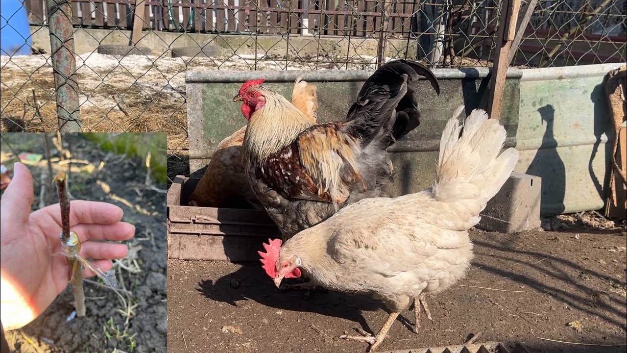 Hens-VLOGS :1256🍎🌳