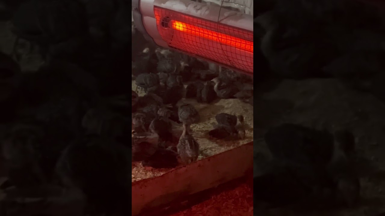 HİNDİ PALAZI YAVURUSU BAKIMI HİNDİ YAVRUSU NE YER H&Uuml;NDİ YAVRUSU NASIL YETİŞTİRMEK KARLI BİR İŞ Mİ