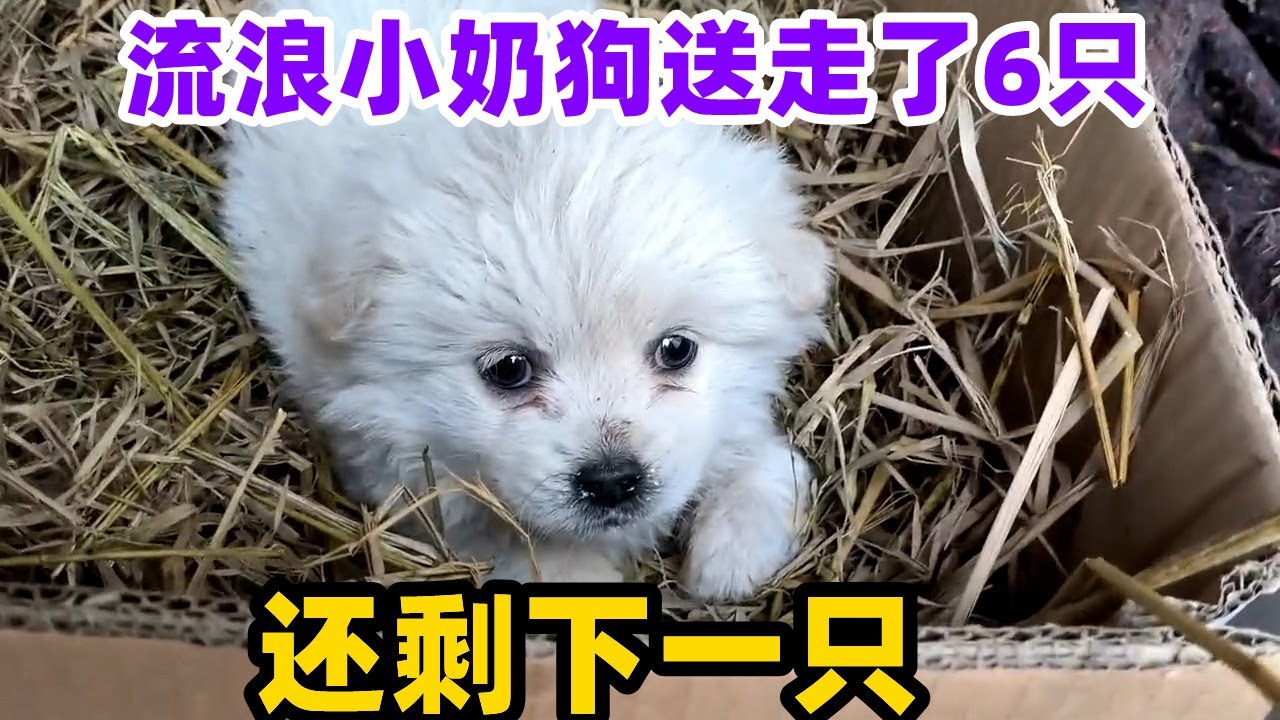 流浪小奶狗送走了6只，还剩下一只