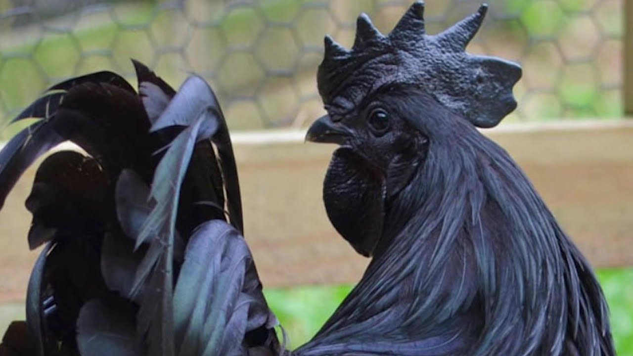 Куры Ayam Cemani | The All Black Chicken