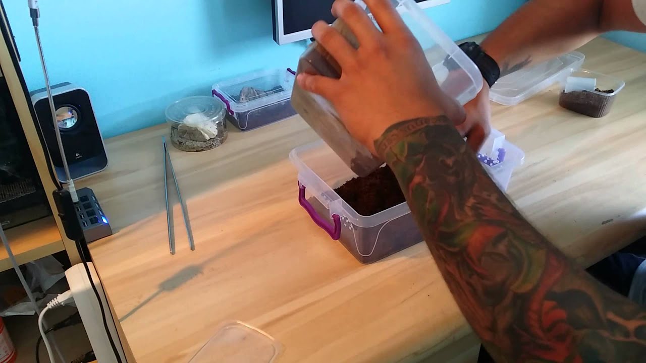 Przekładanie Brachypelma smithi oraz Lycosa tarantula
