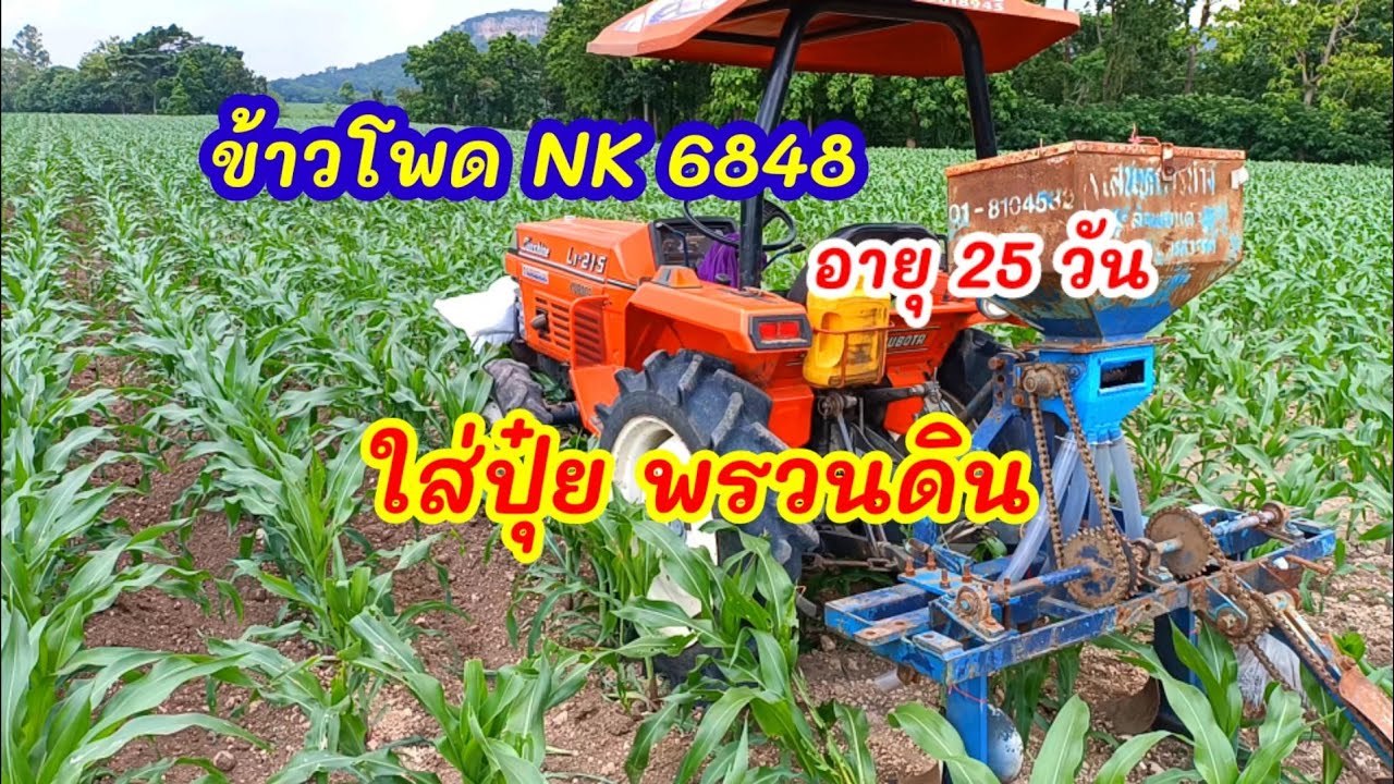 ข้าวโพดอายุ25วันต้องทำอะไรบ้าง