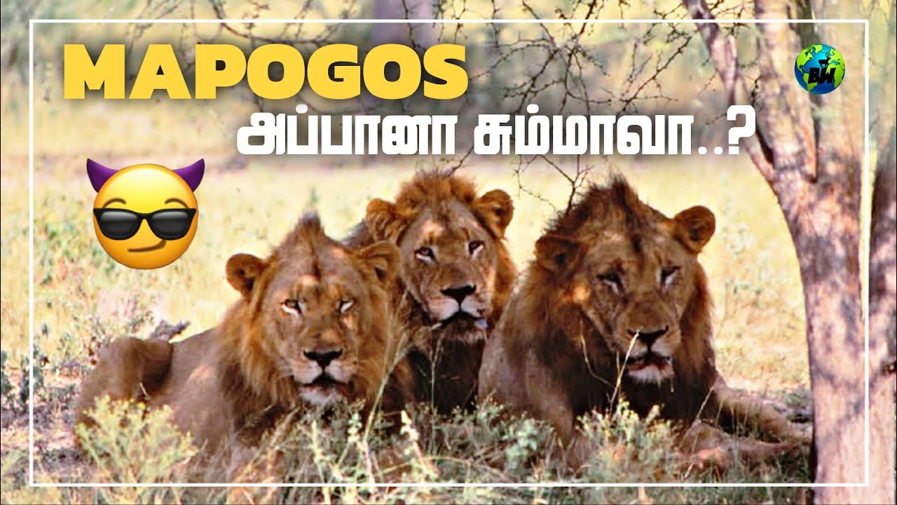 West Street Males | Documentary | Fathers of the Mapogo Lions | Lion Stories | Tamil | BioWorld