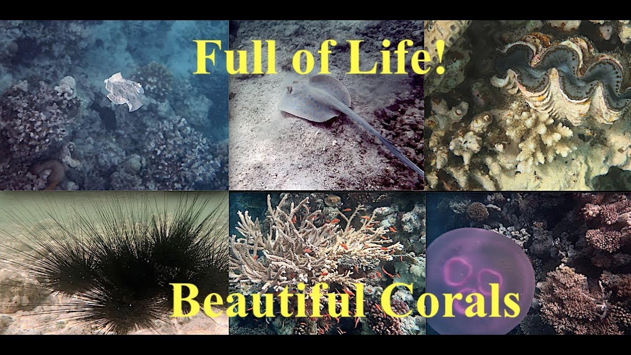 Snorkeling Arabia & Arabella Azur Resorts' Reefs/Hurghada, Egypt: with THE DEE'S
