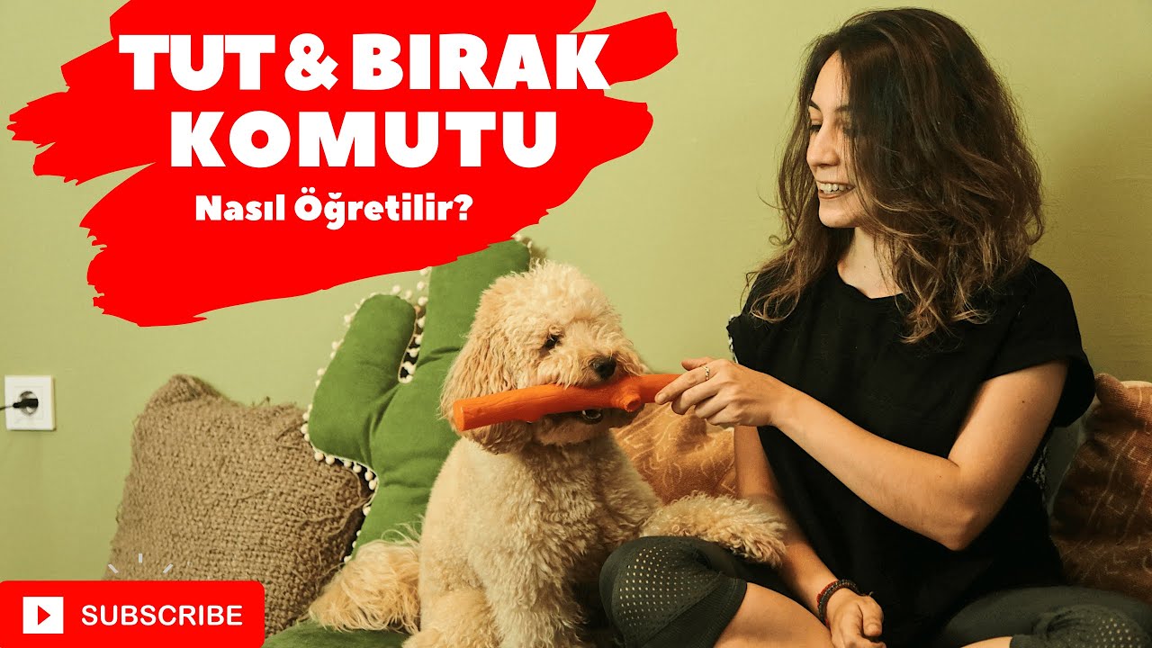 Köpeklere  Tut ve Bırak Komutu Nasıl Öğretilir? / Köpek Eğitimi/ Poodle