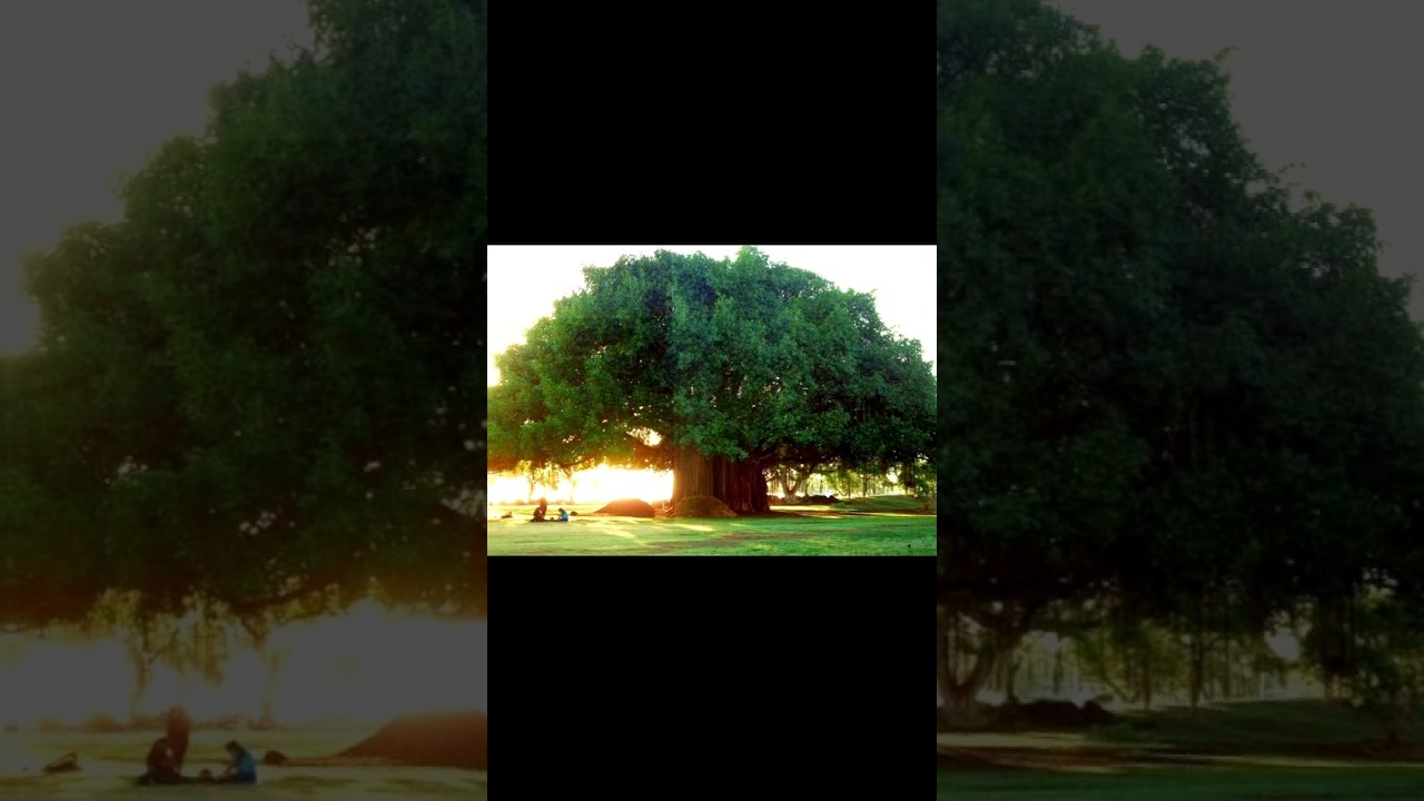 Sahabi Tree 🌳 1445 Year Old Tree #shorts #trending #facts