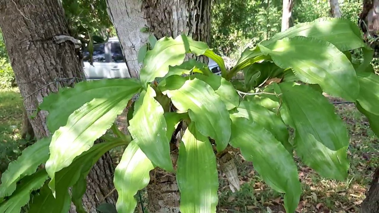 Vem comigo ver o mine orquídario.