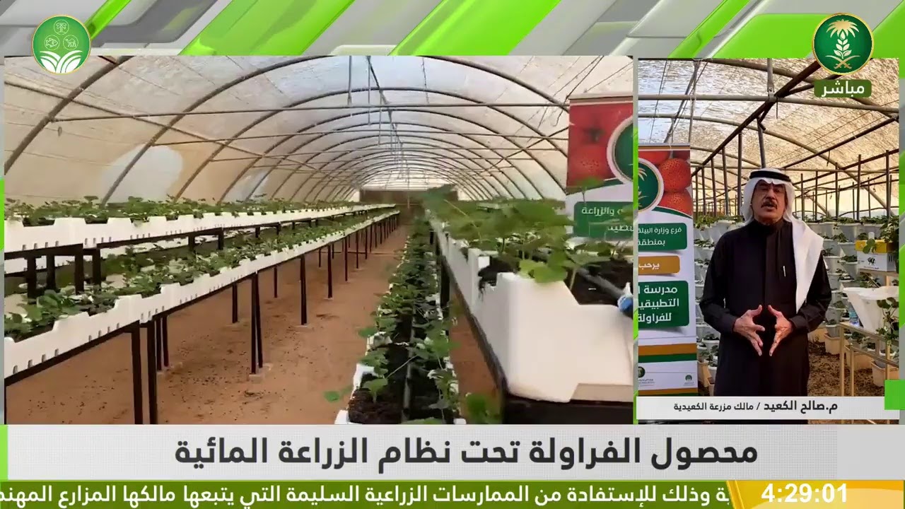 بث مباشر لدورة محصول الفراولة تحت نظام الزراعة المائية