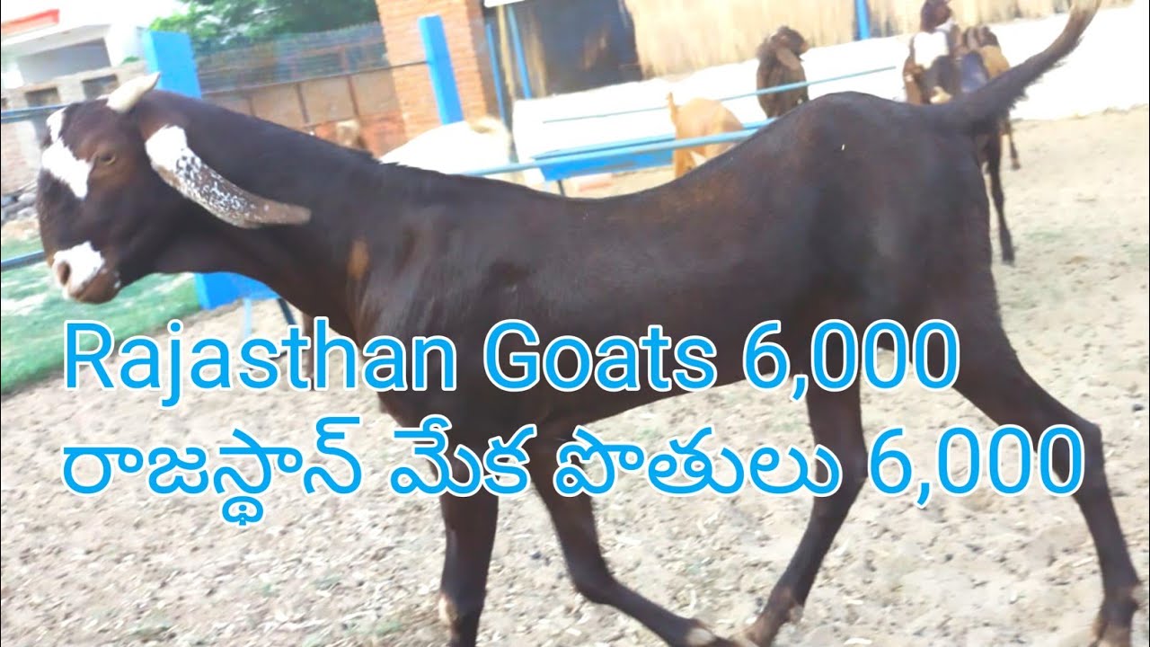 Rajasthan Goats each 6000 RS 7878036312#Rajasthangoats #Shirohigoats #Jamunapari #proddaturtraveller