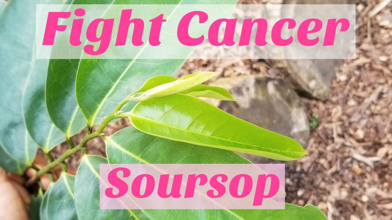 Fight cancer with soursop leaf tea and get results! link to fresh leaves in description