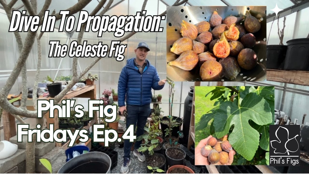 Over 80 Varieties of figs, and I still grow at scale, the Celeste Fig