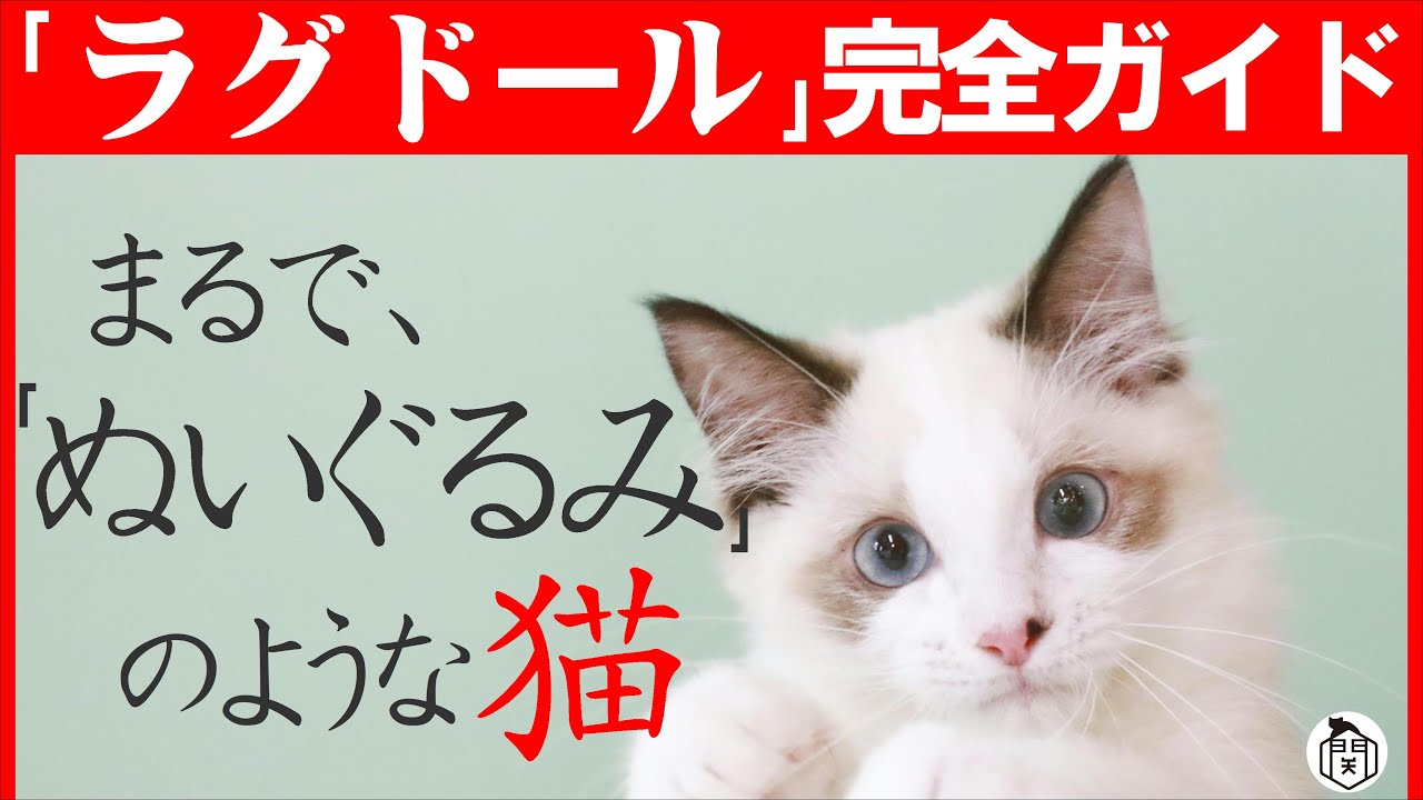 中身は小悪魔&hellip;!?外見はぬいぐるみ&hellip;！【ラグドール魅力紹介】飼いやすい猫種ランキング上位常連の理由と魅力を解説します！猫種紹介＃５