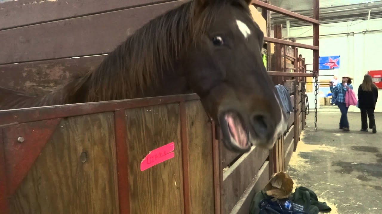 A horse neighing , Clip 1