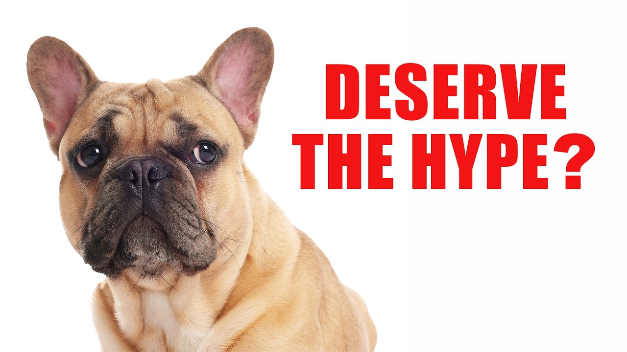 5 САМЫХ ПОПУЛЯРНЫХ ПОРОД СОБАК В МИРЕ ❤️🐶 Но действительно ли они заслуживают такой популярности?