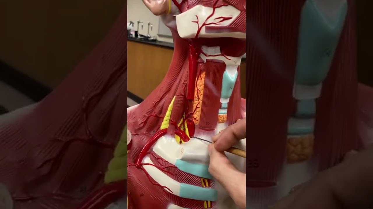 Week 1 Arteries and Veins of the Head and Neck