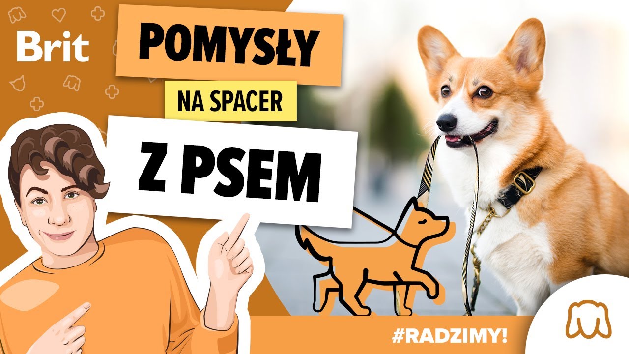 RADZIMY: Jak urozmaicić spacer z psem? - Brit Polska