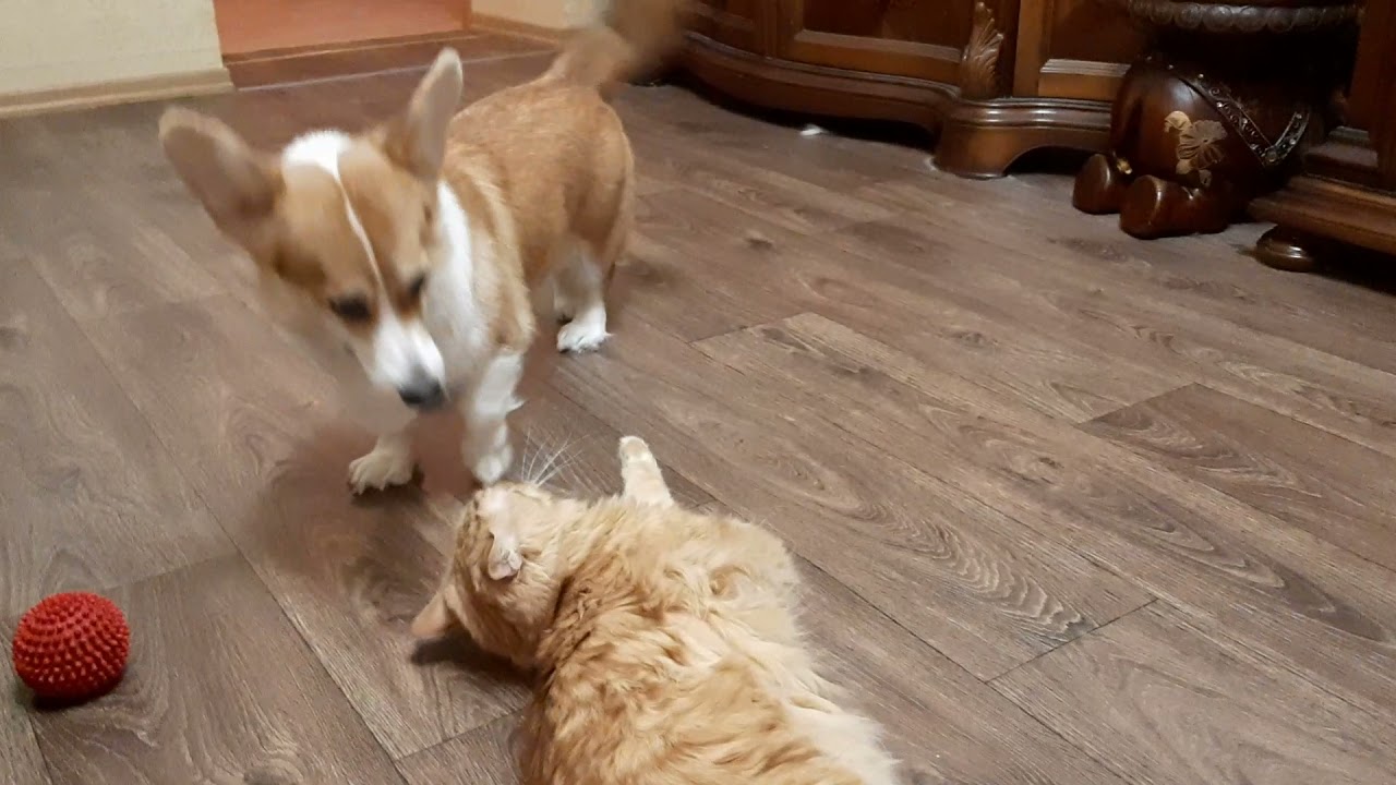 Fearless corgi dog tries to bite the ear of a red Siberian cat.