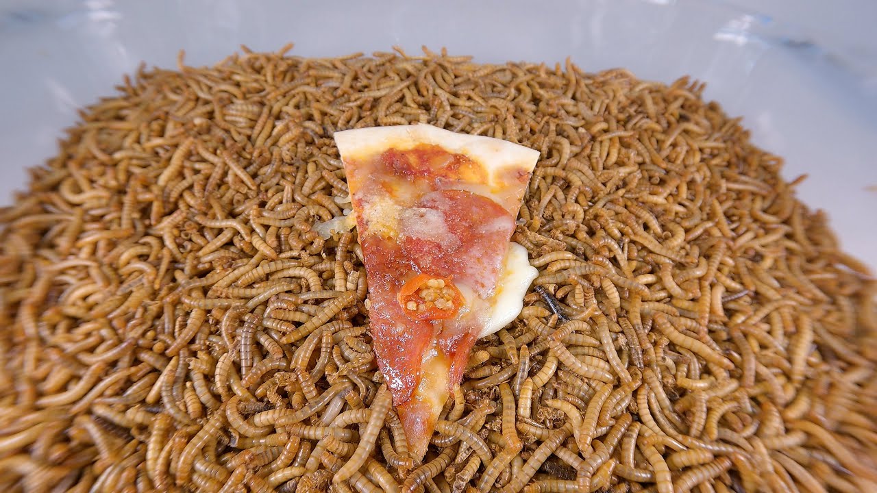 Mealworms vs PIZZA