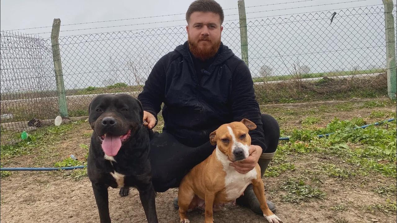 ¡Emparejando al FEROZ Hades con una Dulzura! El Cane Corso Hektor rompió la cadena
