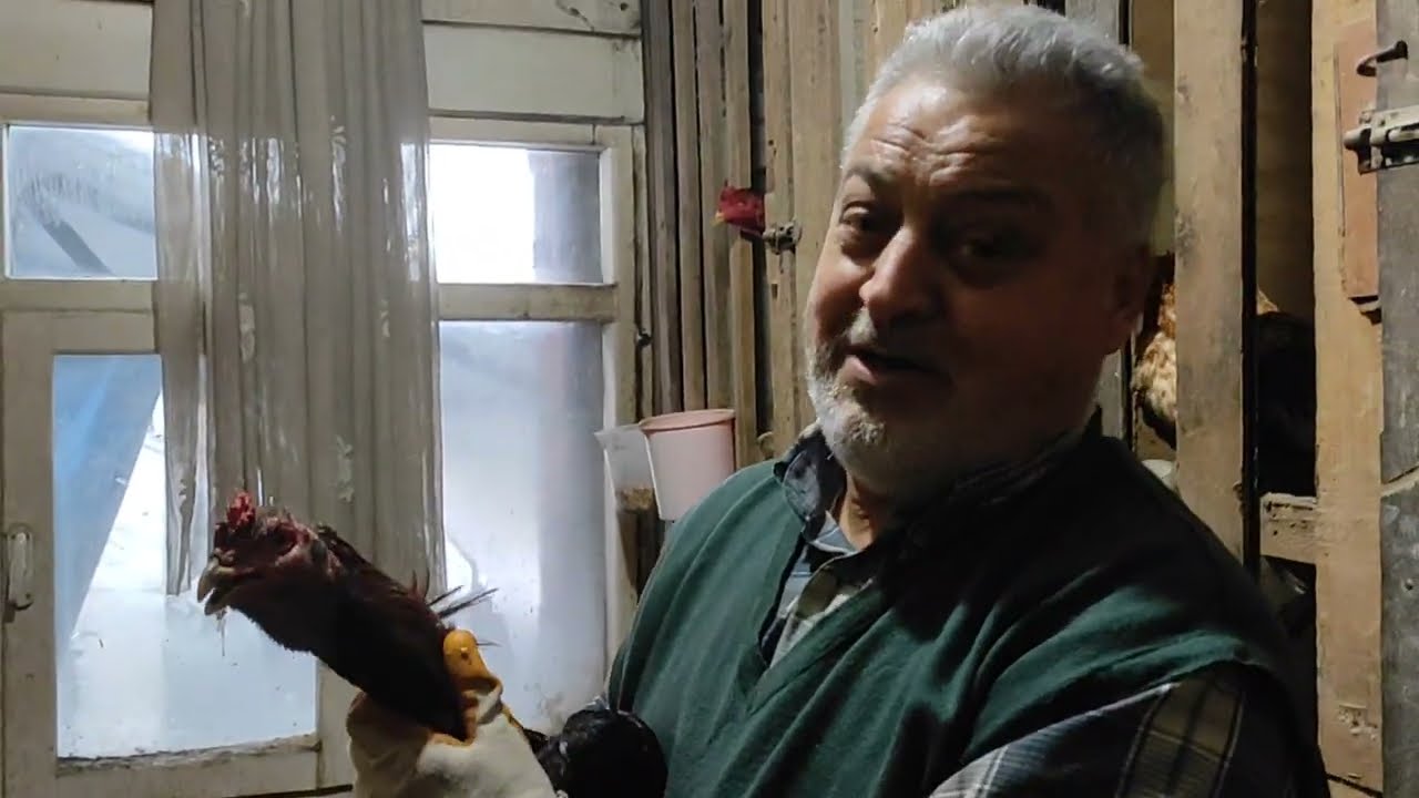 /// Civcivlerimiz nasıl büyüyor hep beraber görelim ///