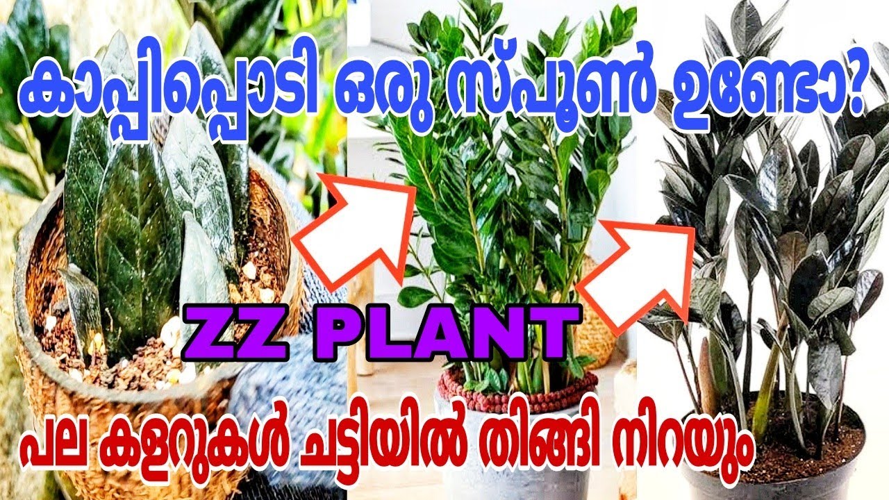 ഇതിലും വലിയ എളുപ്പവഴി ഇനിയൊന്നില്ല | ZZ Plant Propagation Tips Malayalam