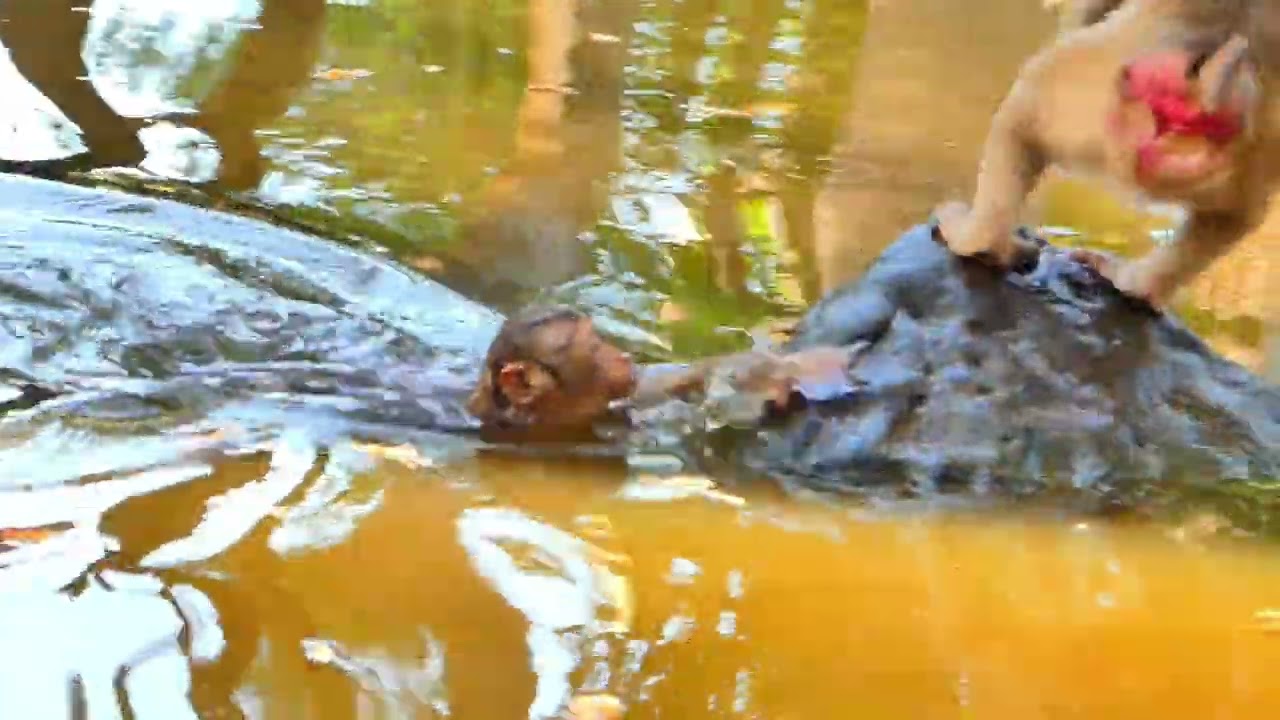 wow! chilld monkey in bathing on pond water