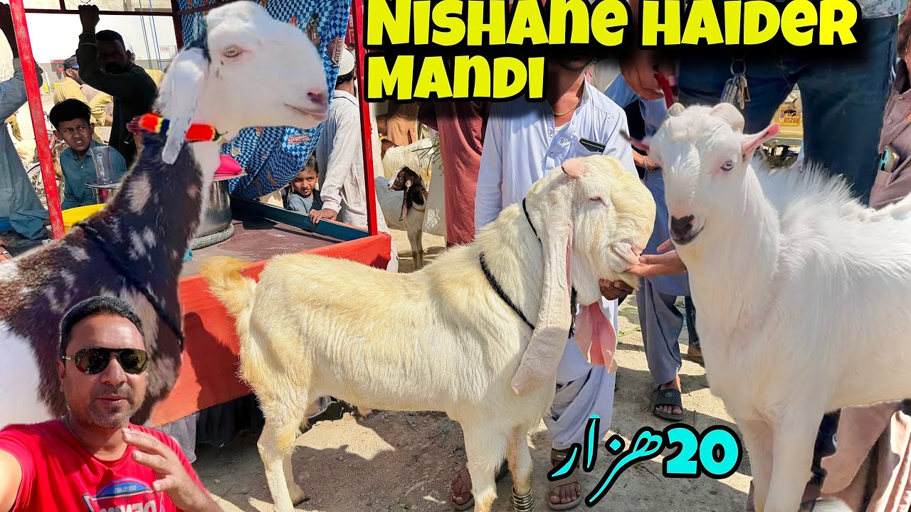 Orangi nishane haider mandi latest rates update | Karachi sasti mandi | Animal Shokeenn