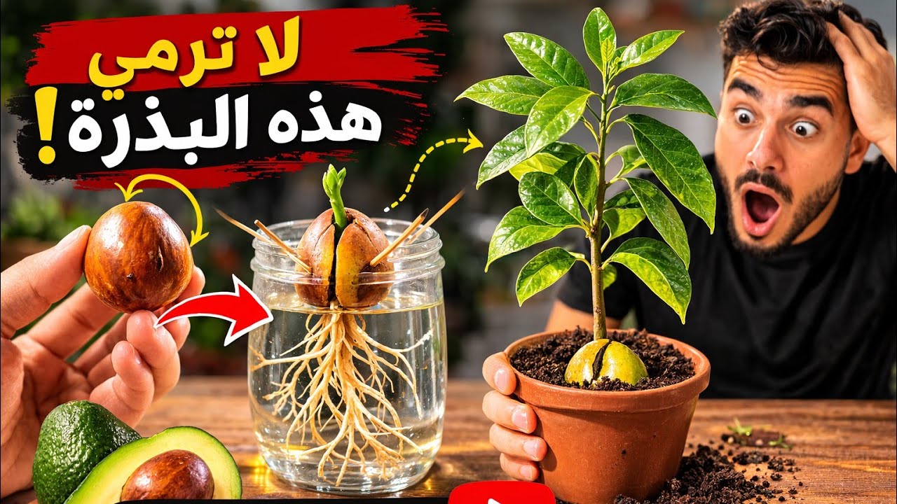 ليش الأفوكادو يموت عندك؟ السر اللي ما يعرفه المزارعين! 🥑