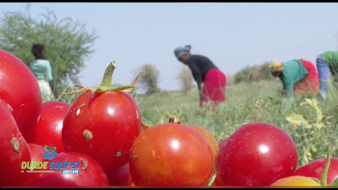 L'AGRICULTURE AU SENEGAL : CULTURE DE LA TOMATE